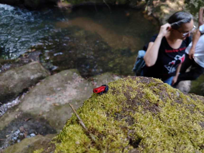 Frog Ben Linder photo by Orla Mohally