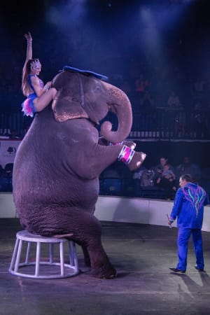 Captive Elephants