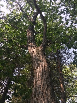 Genetically Modified Trees