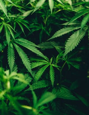 Cannabis No Longer Schedule IV from UN Vote