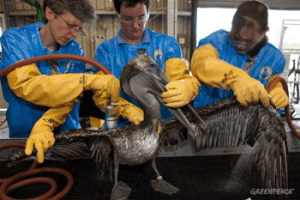The International Bird Rescue Research Center facility in Fort Jackson, Louisiana, US. Erica Miller (left), veterinarian with the Tri-State Bird Rescue & Research and colleagues clean a Brown Pelican (Pelecanus occidentalis) covered in oil from the Deepwater Horizon wellhead. (Photo: Daniel Beltrá/Greenpeace)