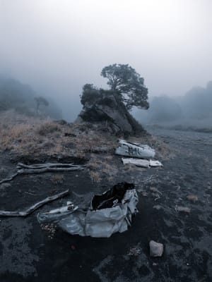 Ecocide