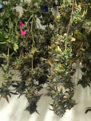 Is Cannabis Medicine? "Just Say No" Says 6 US States