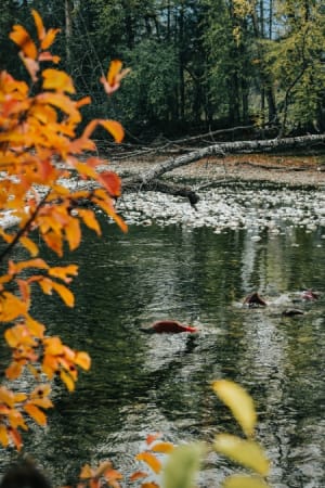 Heal Salmon Nation: Local Solutions, Collective Crises