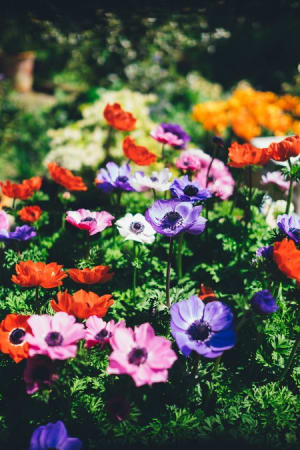 War-Torn Garden