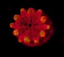 Fluorescence image of one coral Acropora juvenile polyps hosting the symbiotic Symbiodiniaceae, shown as red dots.
