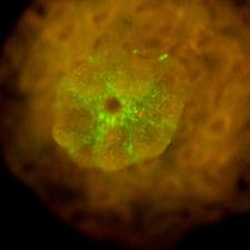 Fluorescence image of one coral Acropora juvenile polyp hosting the photosynthetic mutant algae, shown as red dots.