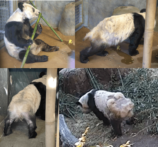 Zoo Troubles The Plight of Two Pandas Lays Bare the Flaws LA Progressive