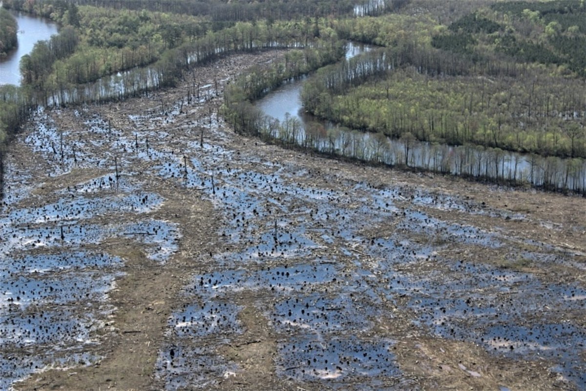 A once thriving wetland forest clear-cut for wood products and pellets on the Nottoway River in North Carolina. Credit: Dogwood AllianceDownload permissions