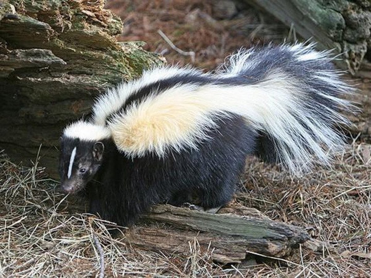 donald skunk