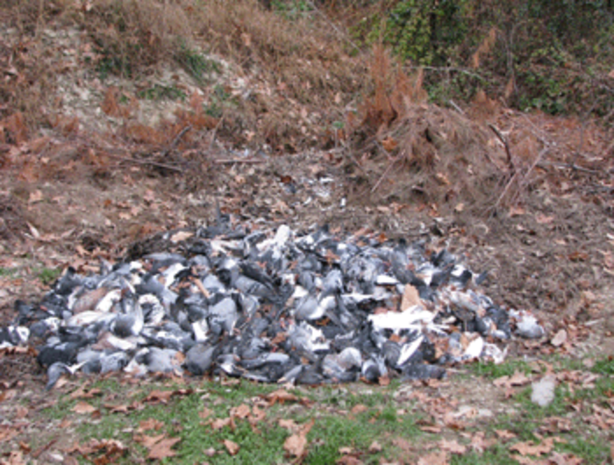 dead pigeons