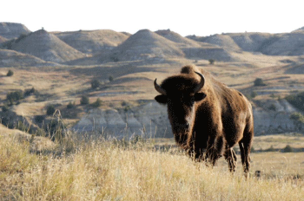 north dakota bison