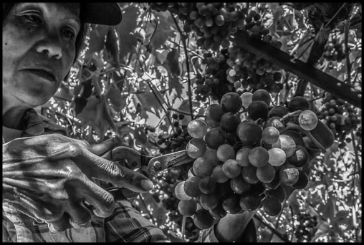 Century Picking Grapes
