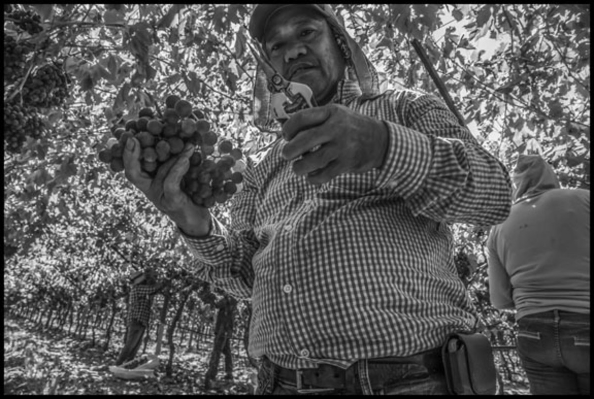  Robinson Cadiz, another immigrant from Laoag, picks the bad grapes out of the bunch.