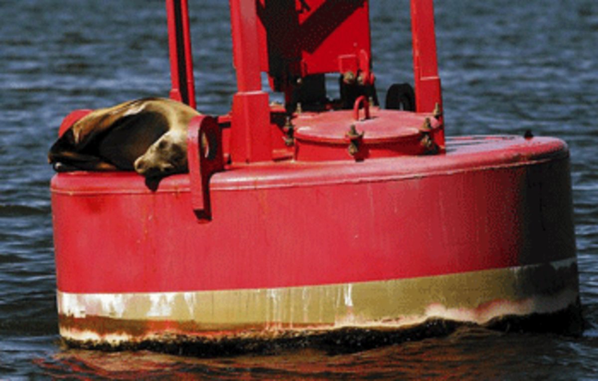 A sea lion gets some sun on a buoy in the Sacramento-San Joaquin River Delta. (Photo: Luis Sinco, Los Angeles Times)
