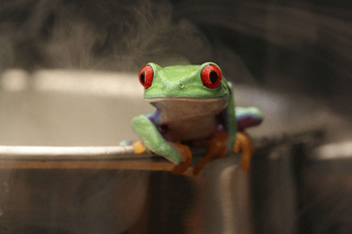 boiling-frog-350