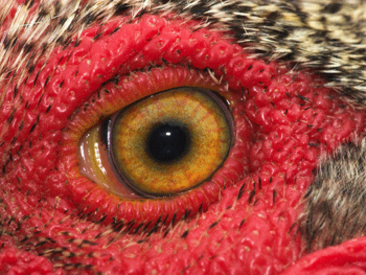 rooster eye
