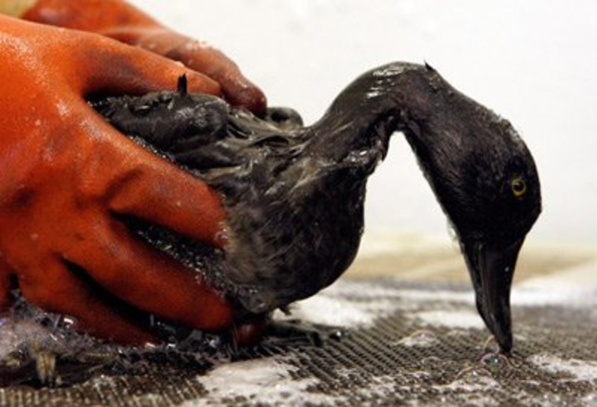 oil spill cleanup