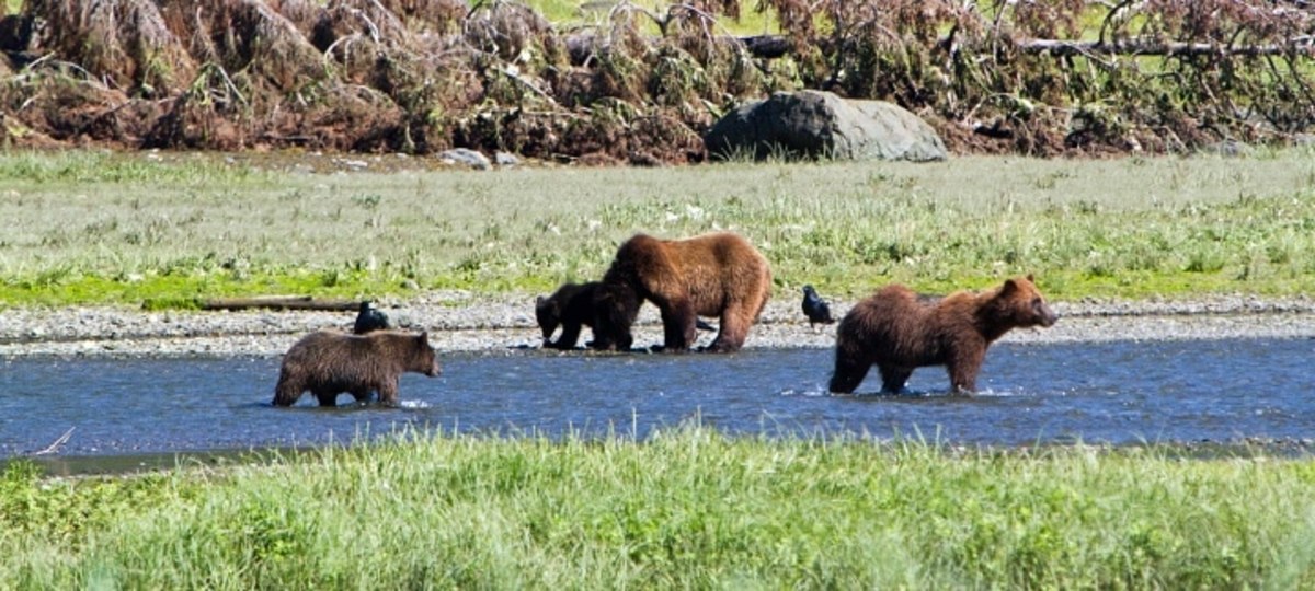 Several Brown bear (aka grizzly bear) mothers and cubs fishing in Alaska. (Photo credit: Jos Bakker/Humane Society of the United States)