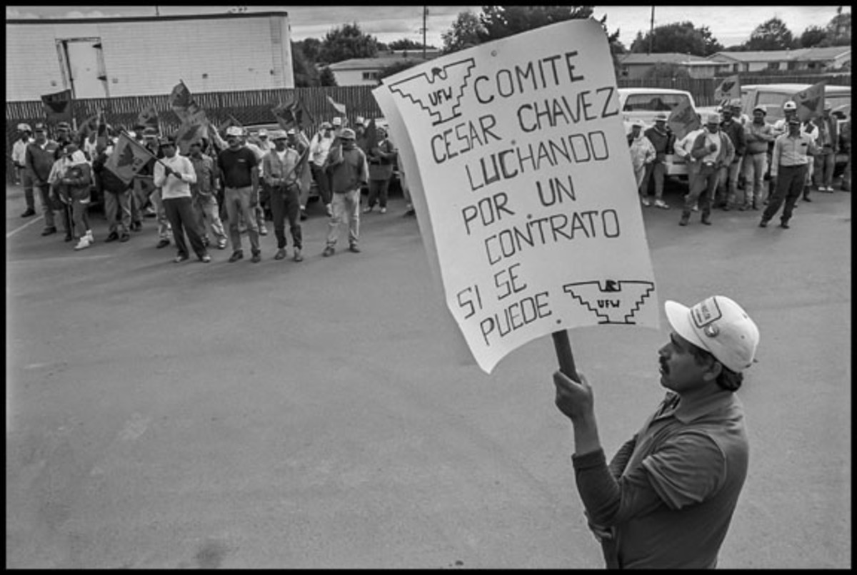  D'Arrigo Brothers workers demonstrate outside the company office, 1998.