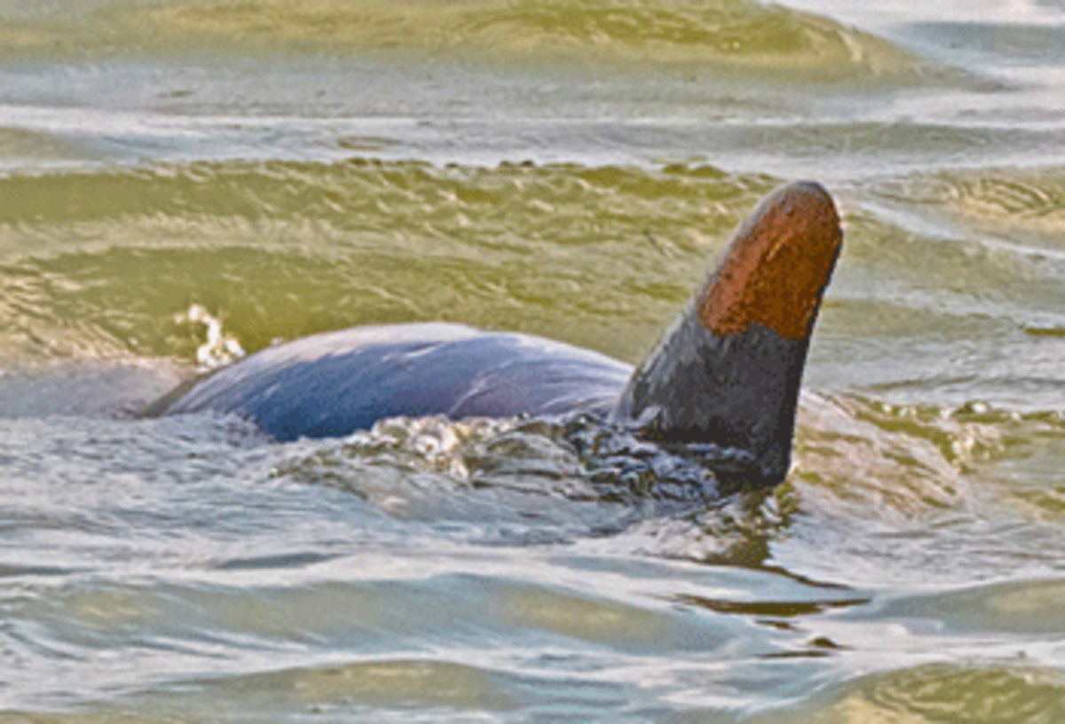 Dorsal Fin Encrusted with Oil in Barataria Bay, copyright Jerry Moran