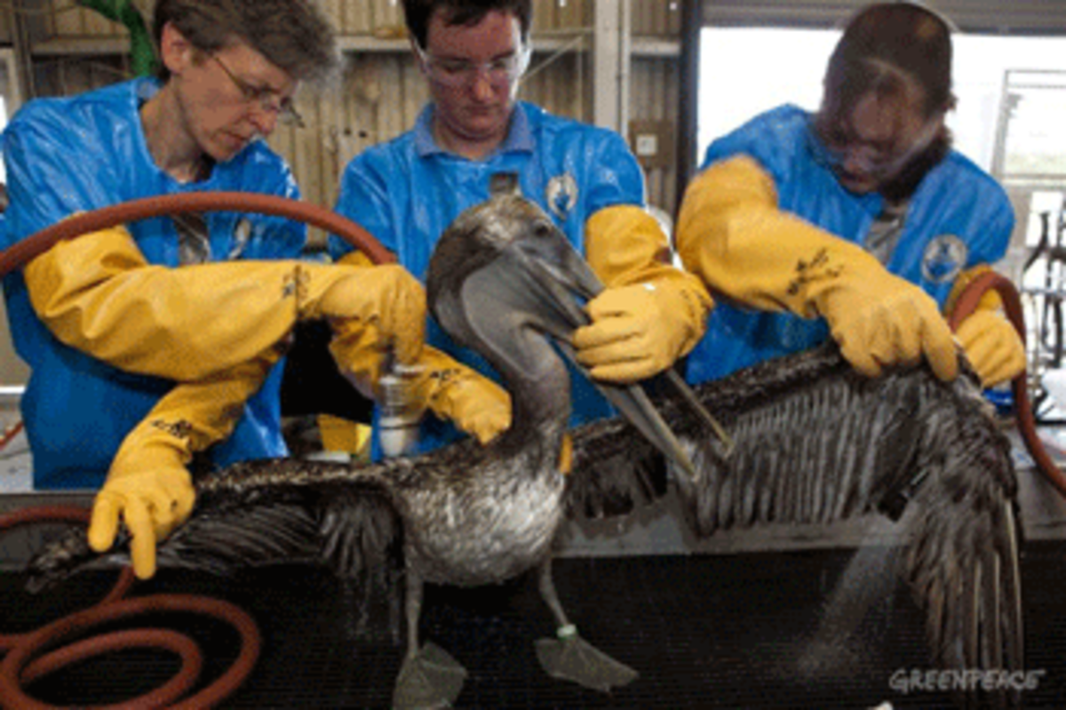 The International Bird Rescue Research Center facility in Fort Jackson, Louisiana, US. Erica Miller (left), veterinarian with the Tri-State Bird Rescue & Research and colleagues clean a Brown Pelican (Pelecanus occidentalis) covered in oil from the Deepwater Horizon wellhead.   (Photo: Daniel Beltrá/Greenpeace)