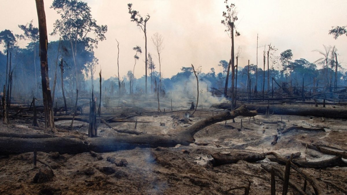 amazon-deforestation-1000