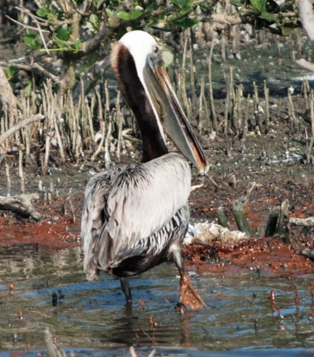 It is now a felony to take more photos of birds like this, wading through oil that broken booms have trapped in rookeries