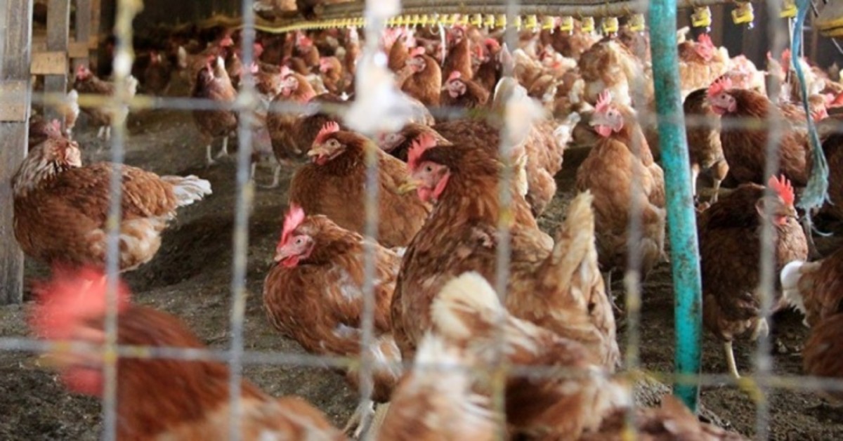 Workers in the Poultry Industry Score Win Over Bosses