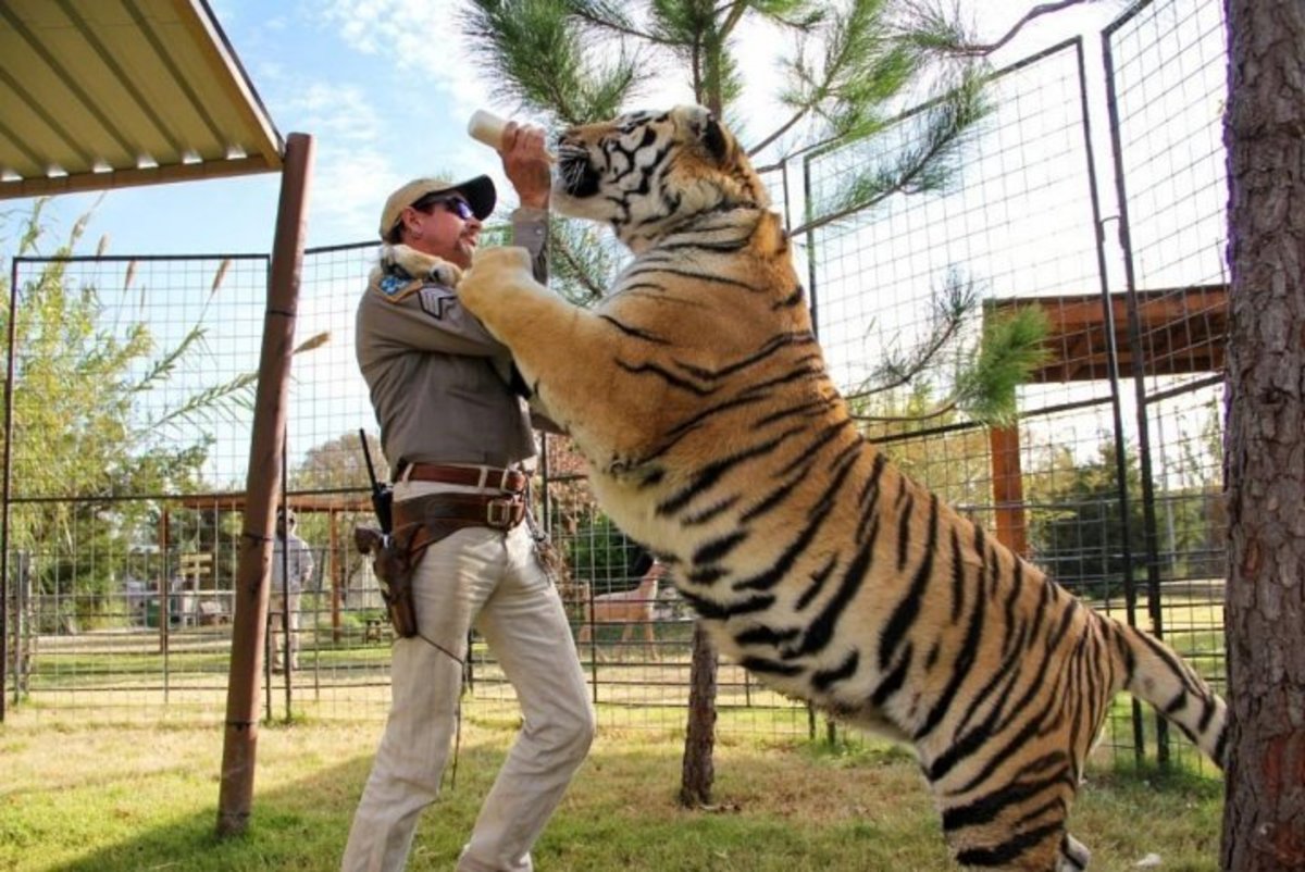 Big Cat Public Safety Act Gets Celebrity Backing in Wake of Netflix's Tiger King - LA Progressive Big Cat Public Safety Act Gets Celebrity Backing in Wake of Netflix's Tiger King - LA Progressive