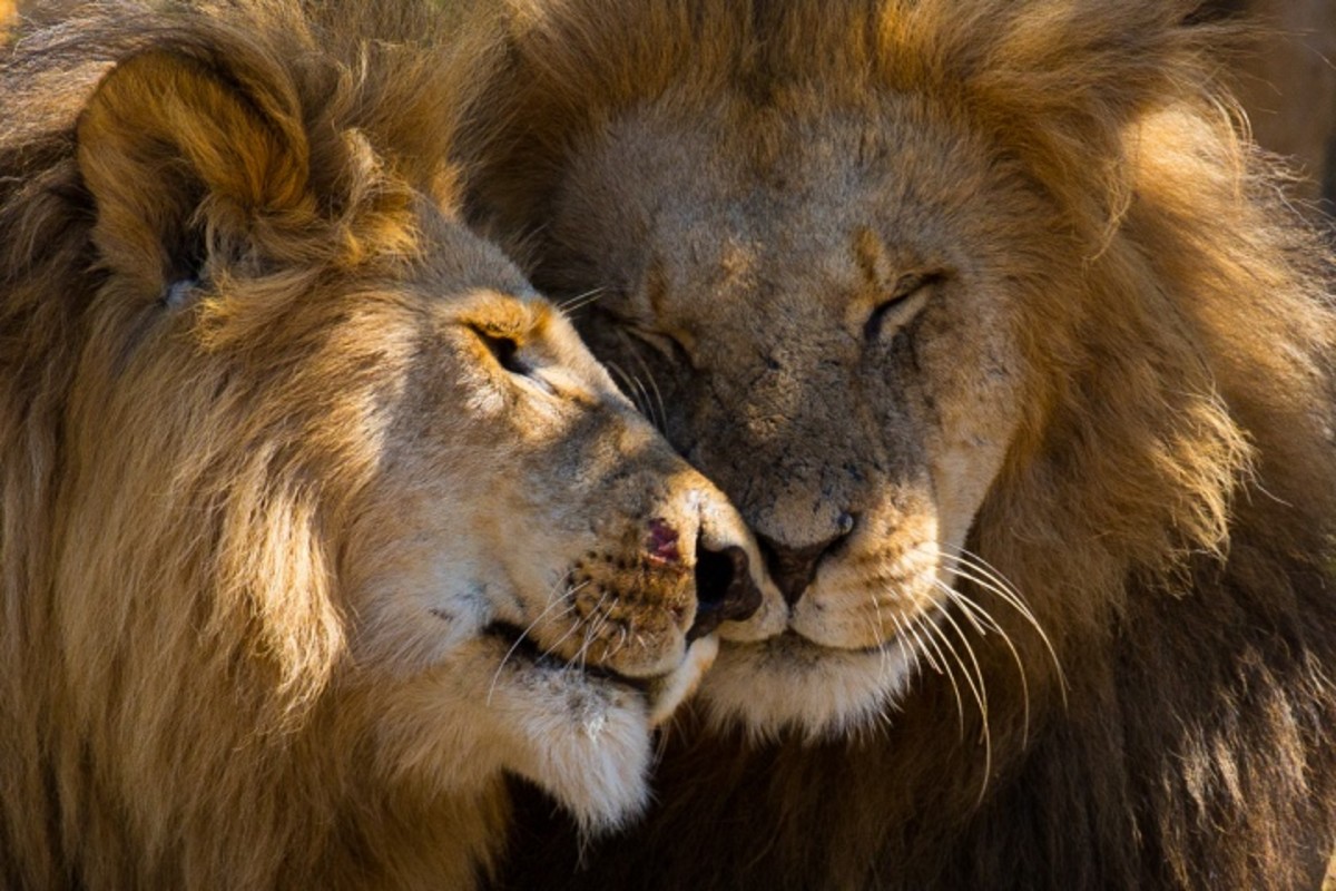 Lion brothers, Naboisho Conservancy, Kenya. (Photo credit: Graeme Green / The New Big 5)
