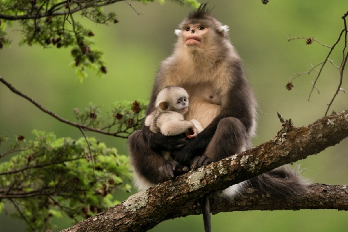 Yunnan snub-nosed monkey, Yunnan province, China. (Photo credit: Xi Zhinong / The New Big 5) 