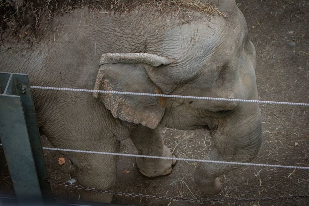 Happy the elephant lives in solitary confinement at the Bronx Zoo. In 2006, she became the first elephant ever documented to pass the “mirror self-recognition test”—and she’s the first elephant to be considered in court for legal personhood under a writ of habeas corpus. (Photo credit: Gigi Glendinning)