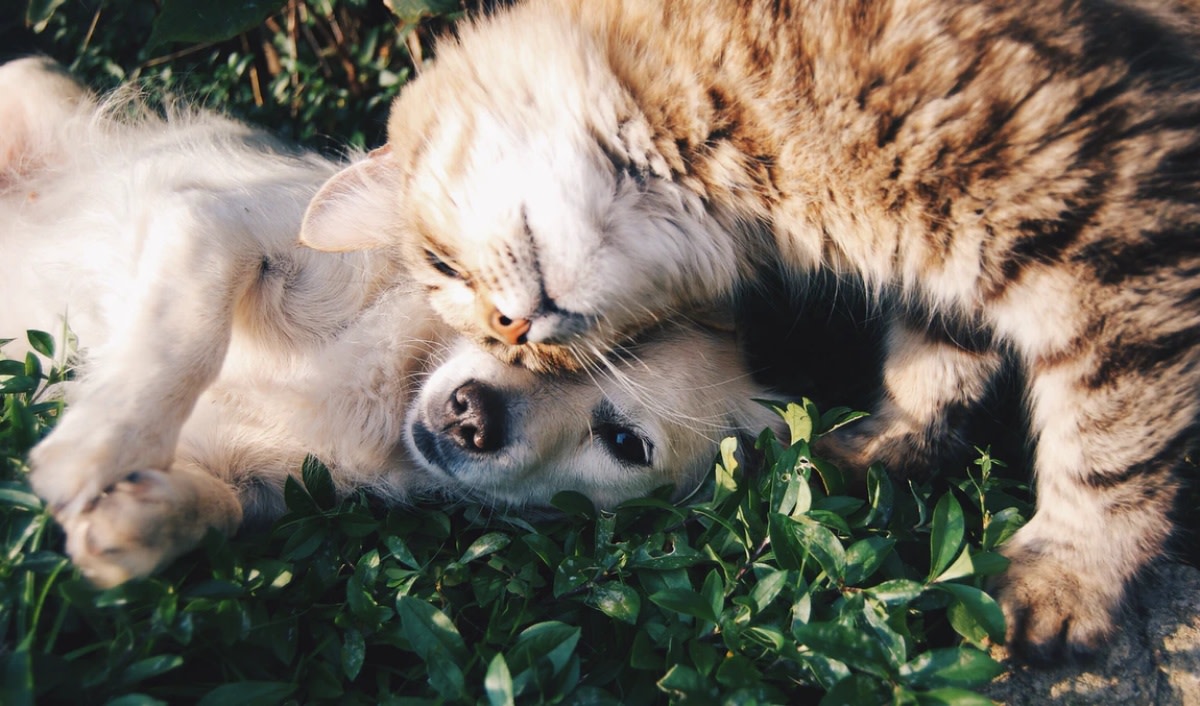 Top 7 Advices in Preventing Cruelty to Animals - LA Progressive Top 7 Advices in Preventing Cruelty to Animals - LA Progressive