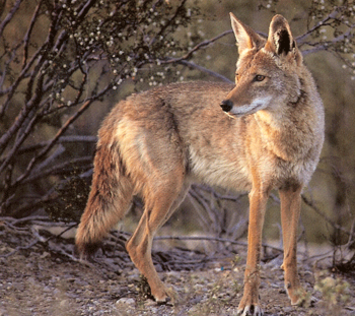 coyote-351
