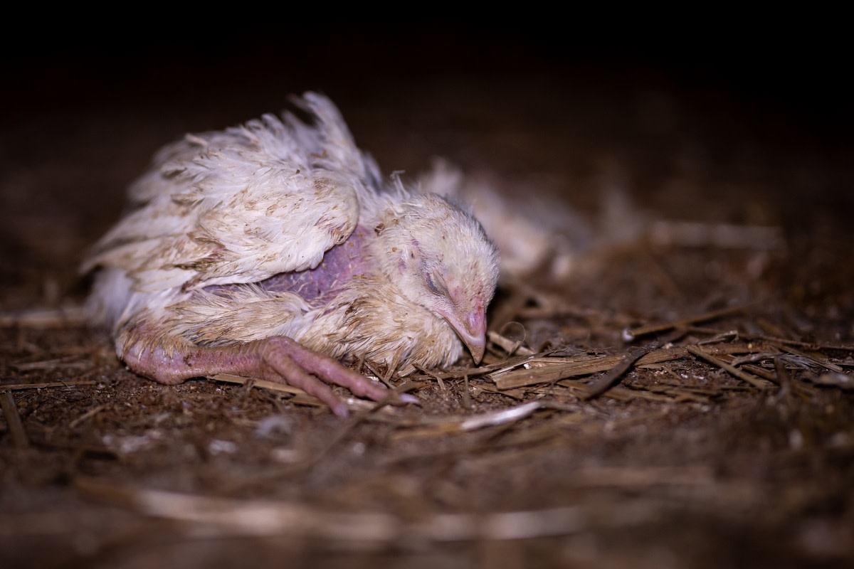 A chicken suffering in a typical and filthy factory farm environment. (Credit: Konrad Lozinski)