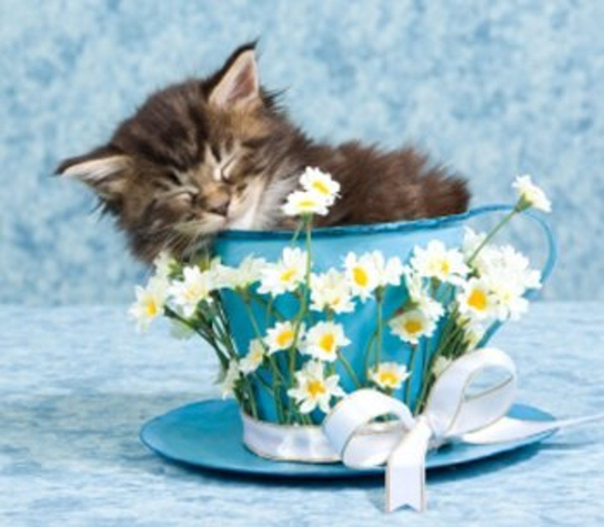 kitten teacup