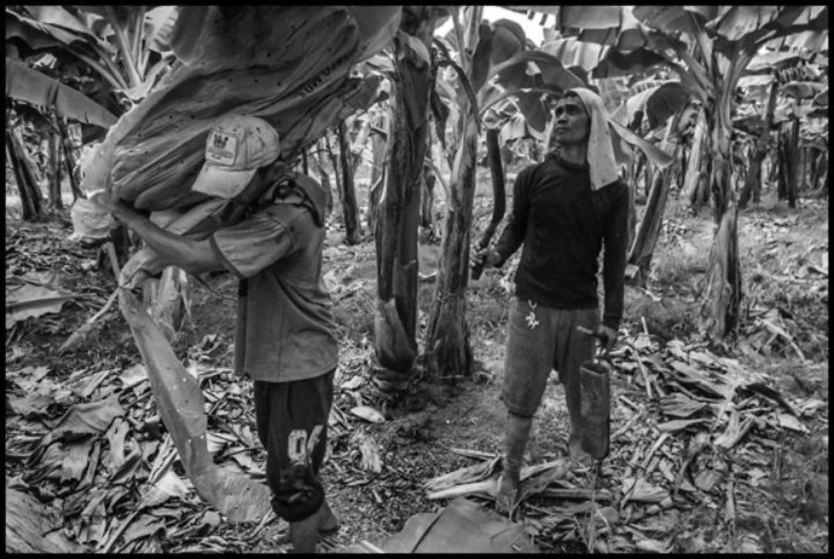 PANABO, DAVAO, PHILIPPINES (8-31-19) - Workers harvest bananas in the field of the DARBCO cooperative in the Mindanao city of Panabo.  Denmark Aguitas catches the bunnch of bananas on his shoulder as it's cut from the tree, and carries it to the cableway where it's hung from a hook and then pulled to the packing shed.Copyright David Bacon