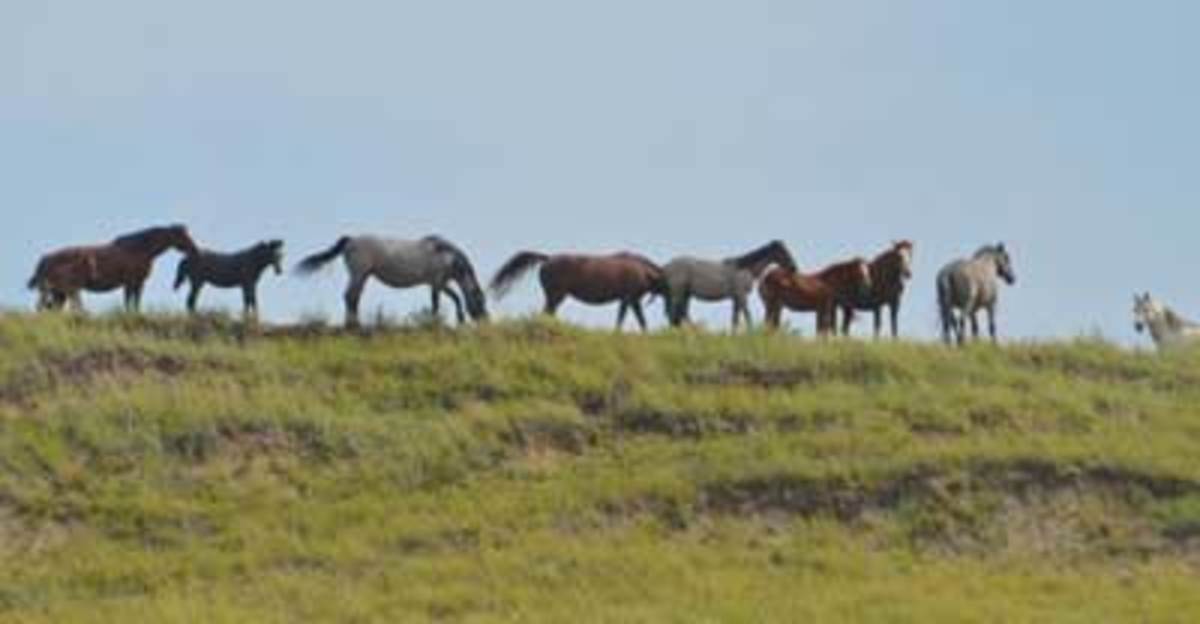 North Dakota Wild Horses