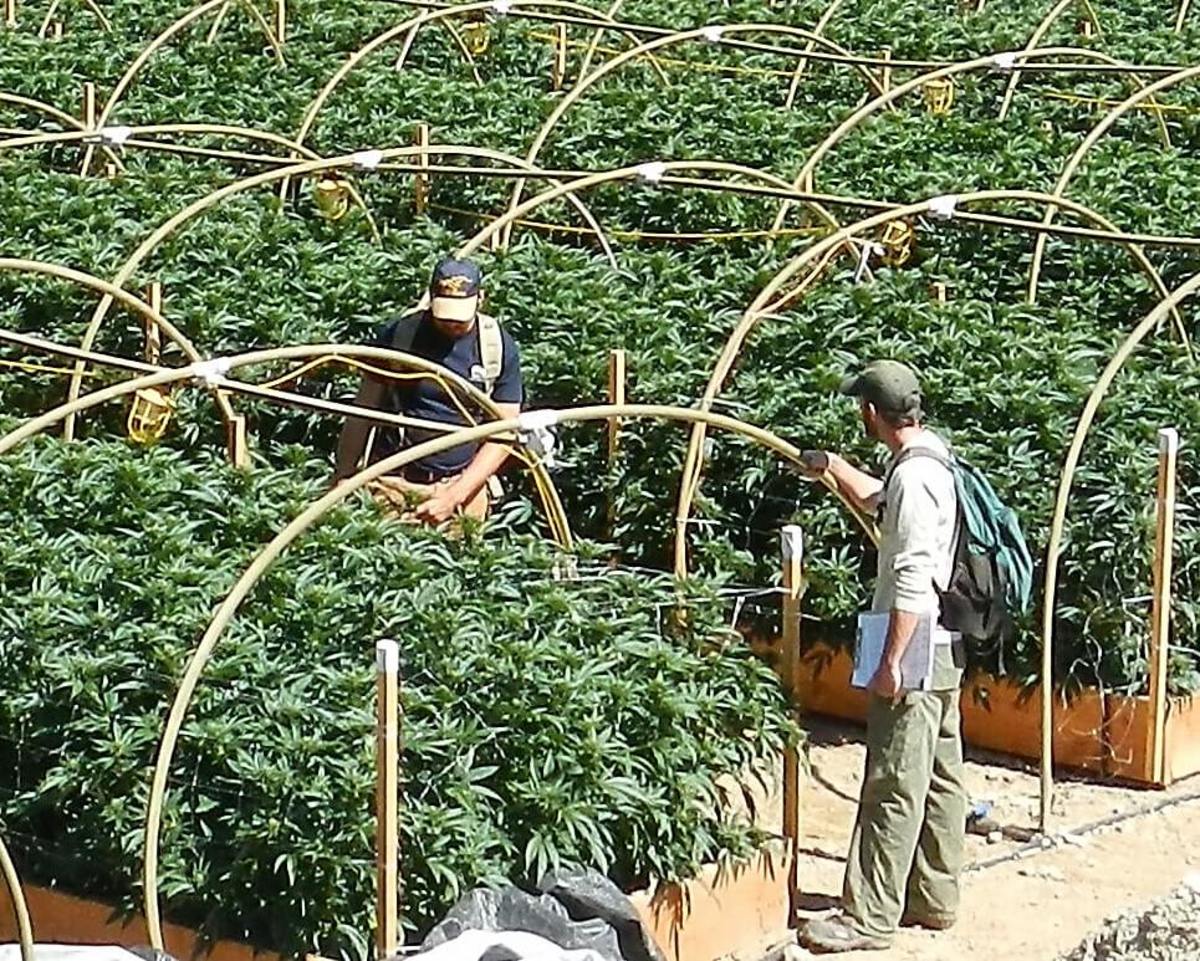 California Legal Cannabis Marijuana Pot