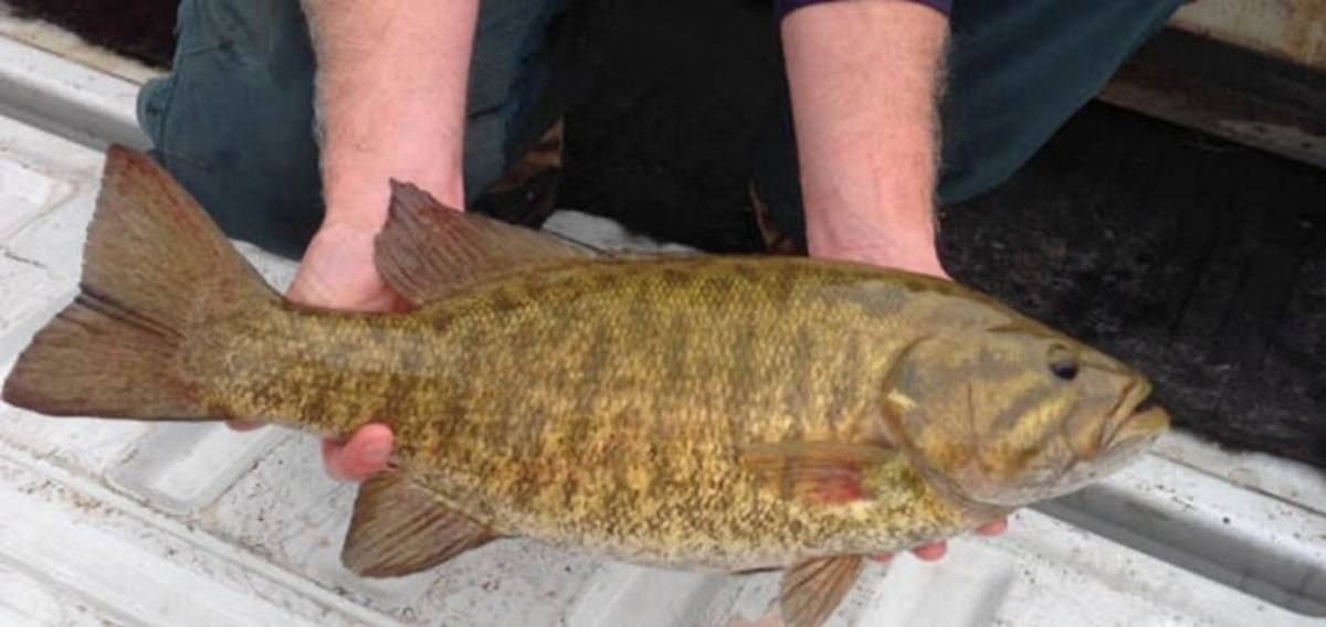 A Smallmouth Bass caught on the Potomac River.