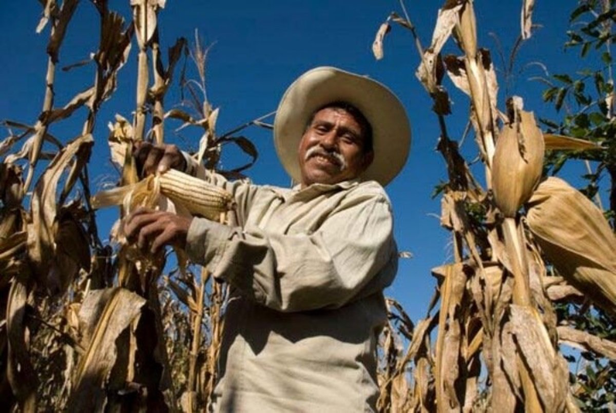 Mexico Rescinds Monsanto GMO Permit