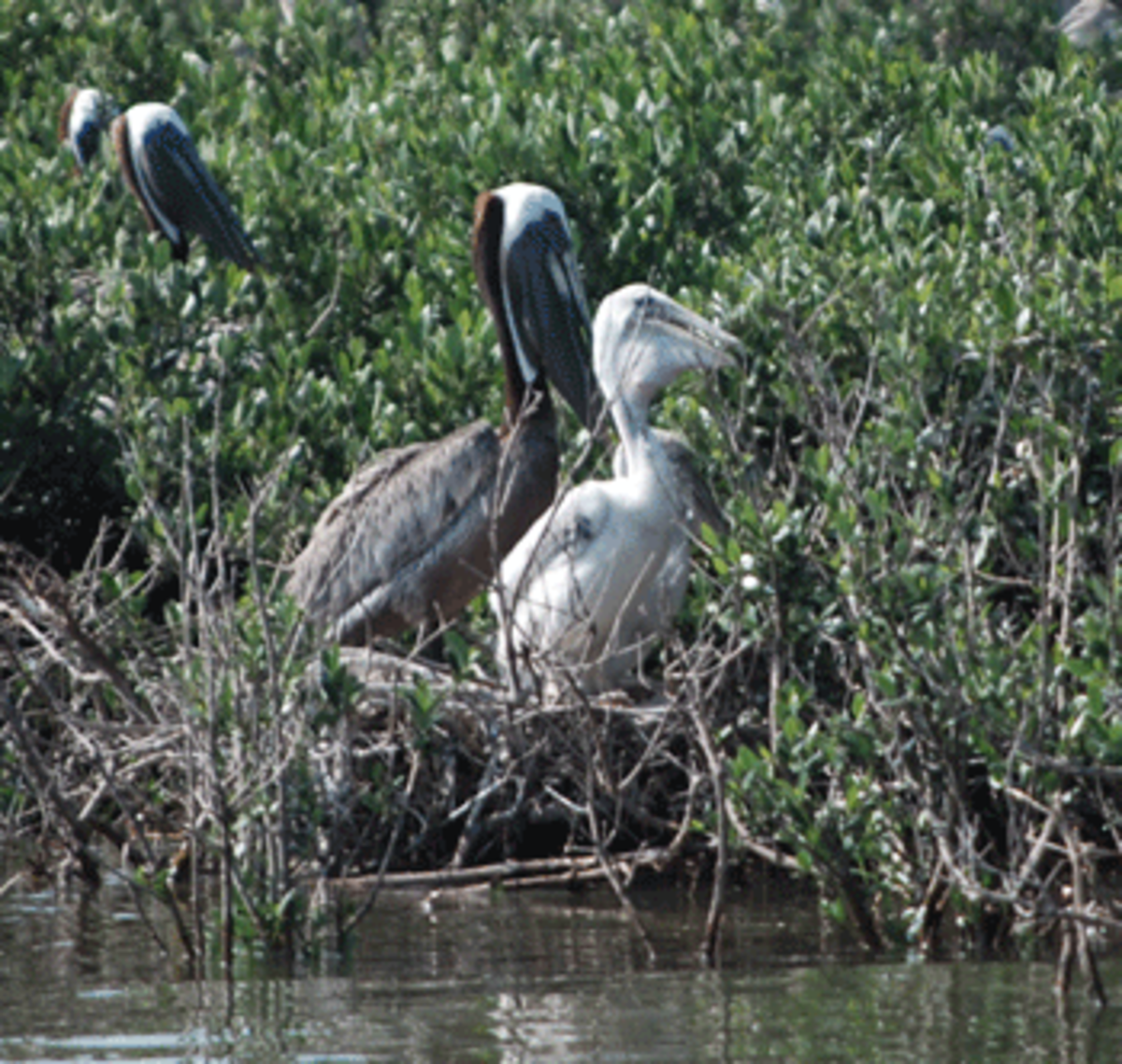 oily pelicans