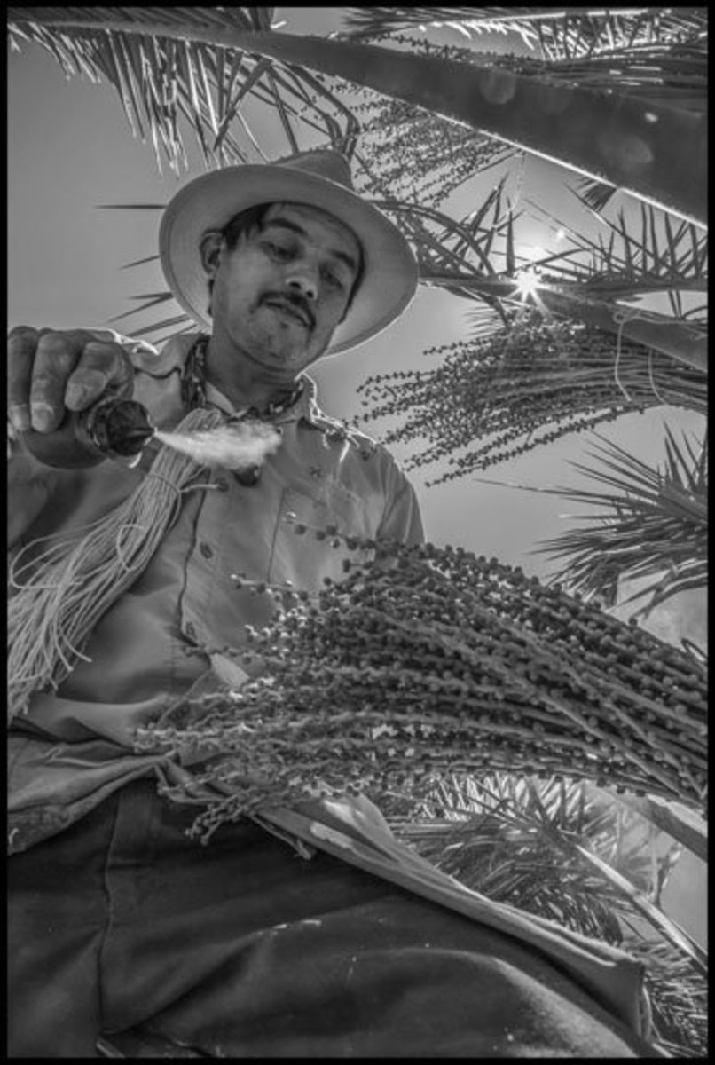 COACHELLA VALLEY, CA - 3APRIL17 - Jose Cruz Frias a farm worker, a "palmero", and works in a grove of date palms.  He climbs the trees on a ladder, and during this phase of the work, he sprays pollen from a small bottle onto the buds that will become the dates, and ties the bunch together with string.  Once up in the tree he walks around on the fronds themselves.  This is one of seven operations that must happen to the trees each year to get them to bear fruit.  Cruz has been doing this work for 15 years.  He originally came to the Coachella Valley from Irapuato, Guanajuato in Mexico.Copyright David Bacon