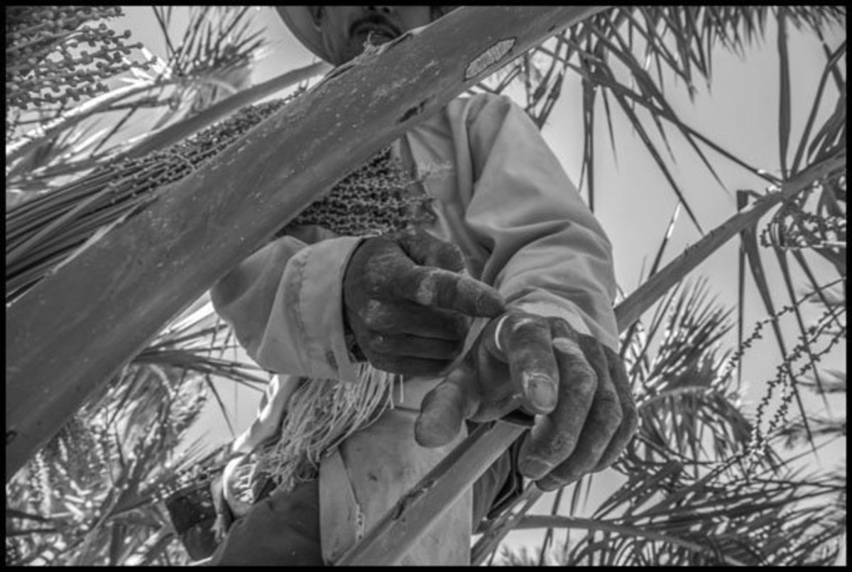 COACHELLA VALLEY, CA - 3APRIL17 - Jose Cruz Frias a farm worker, a "palmero", and works in a grove of date palms.  He climbs the trees on a ladder, and during this phase of the work, he sprays pollen from a small bottle onto the buds that will become the dates, and ties the bunch together with string.  Once up in the tree he walks around on the fronds themselves.  This is one of seven operations that must happen to the trees each year to get them to bear fruit.  Cruz has been doing this work for 15 years.  He originally came to the Coachella Valley from Irapuato, Guanajuato in Mexico.  He points to scars on his hand from the knife and the spines of the tree.Copyright David Bacon