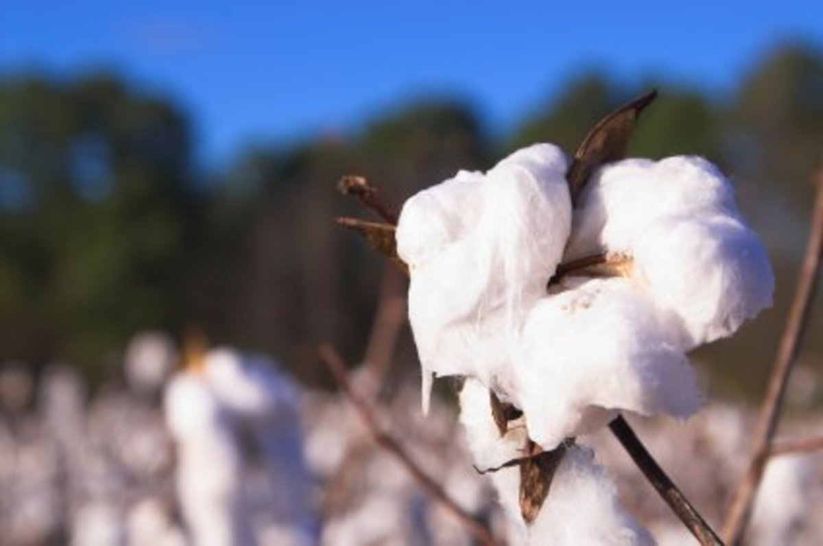 cotton-field.jpg
