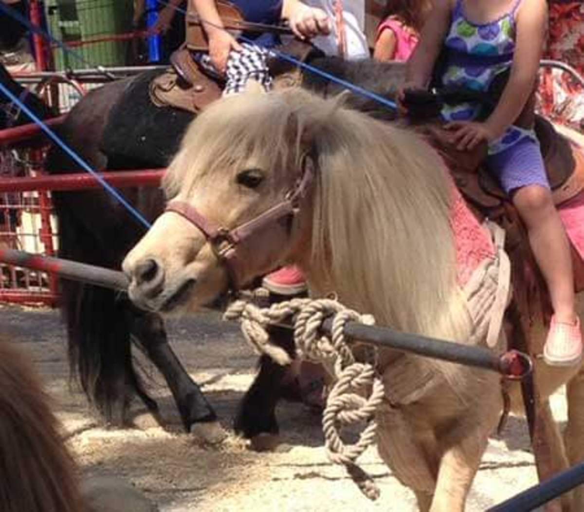 Pony Rides Dispute