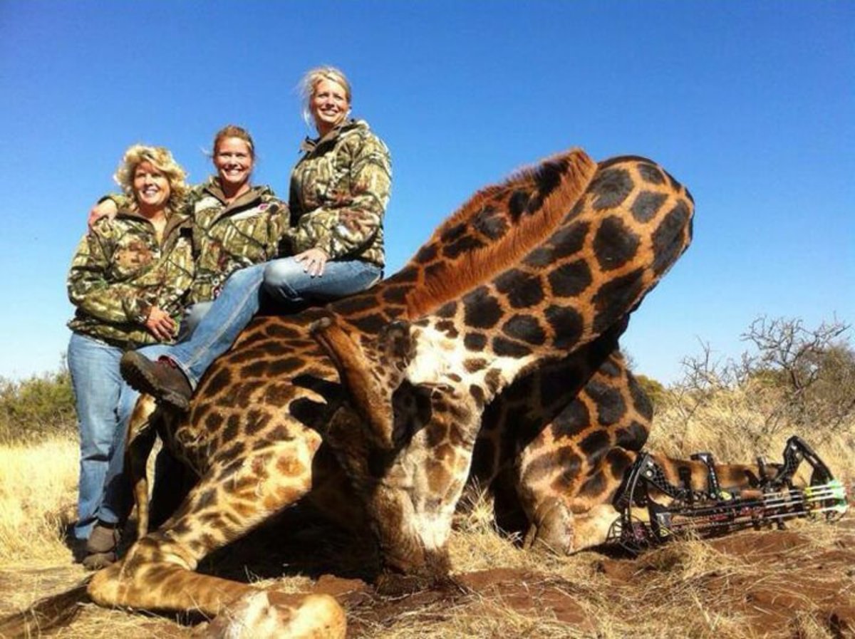 Safari Killers