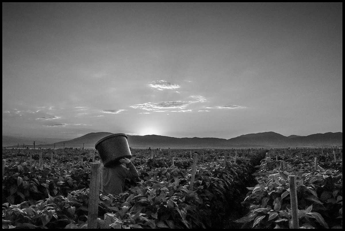 California Farmworkers