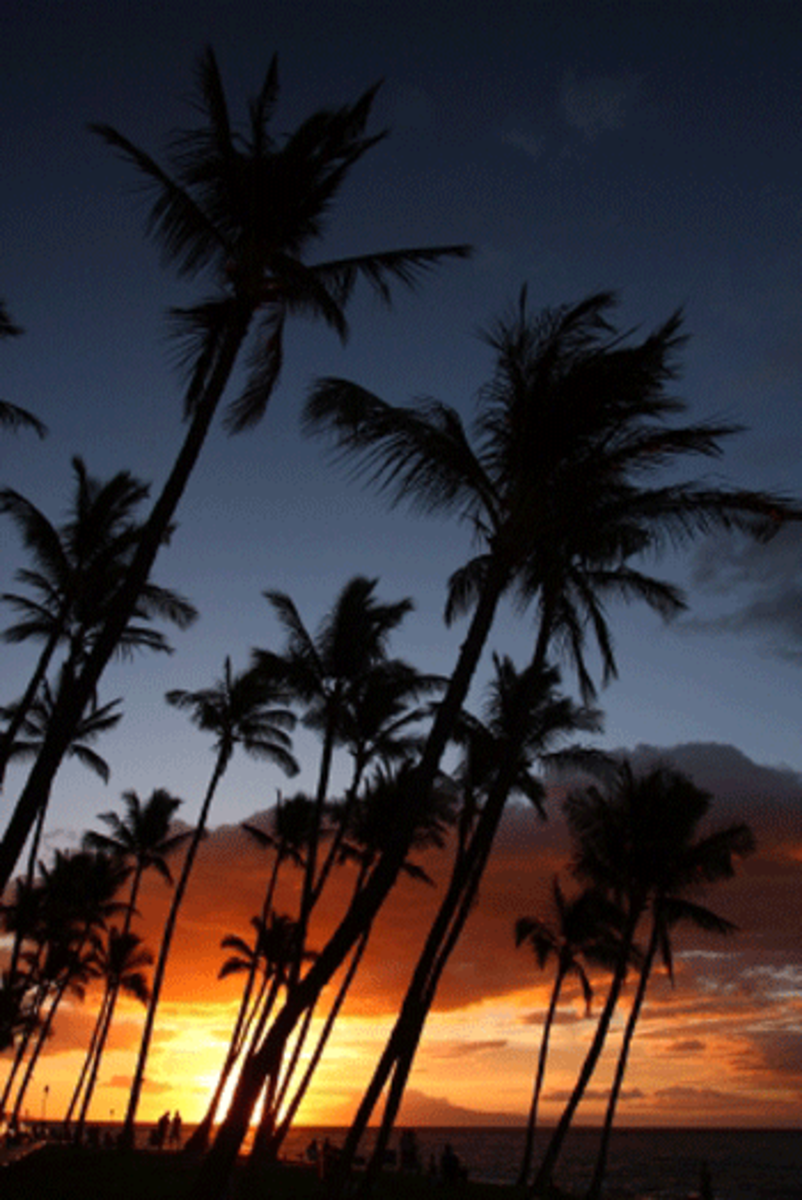 hawaiian palms